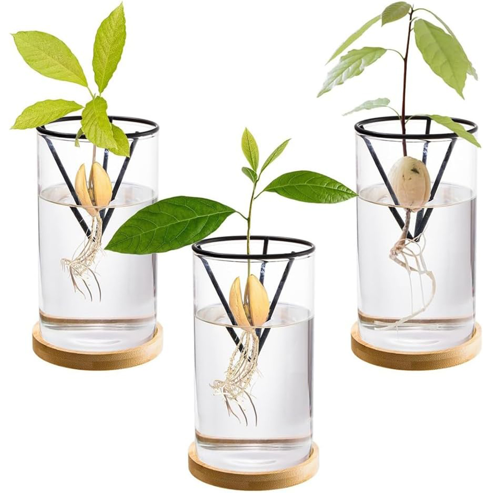 1 مجموعة شجرة الأفوكادو تزايد  - مراجعة Hydroponic Kit وسعره