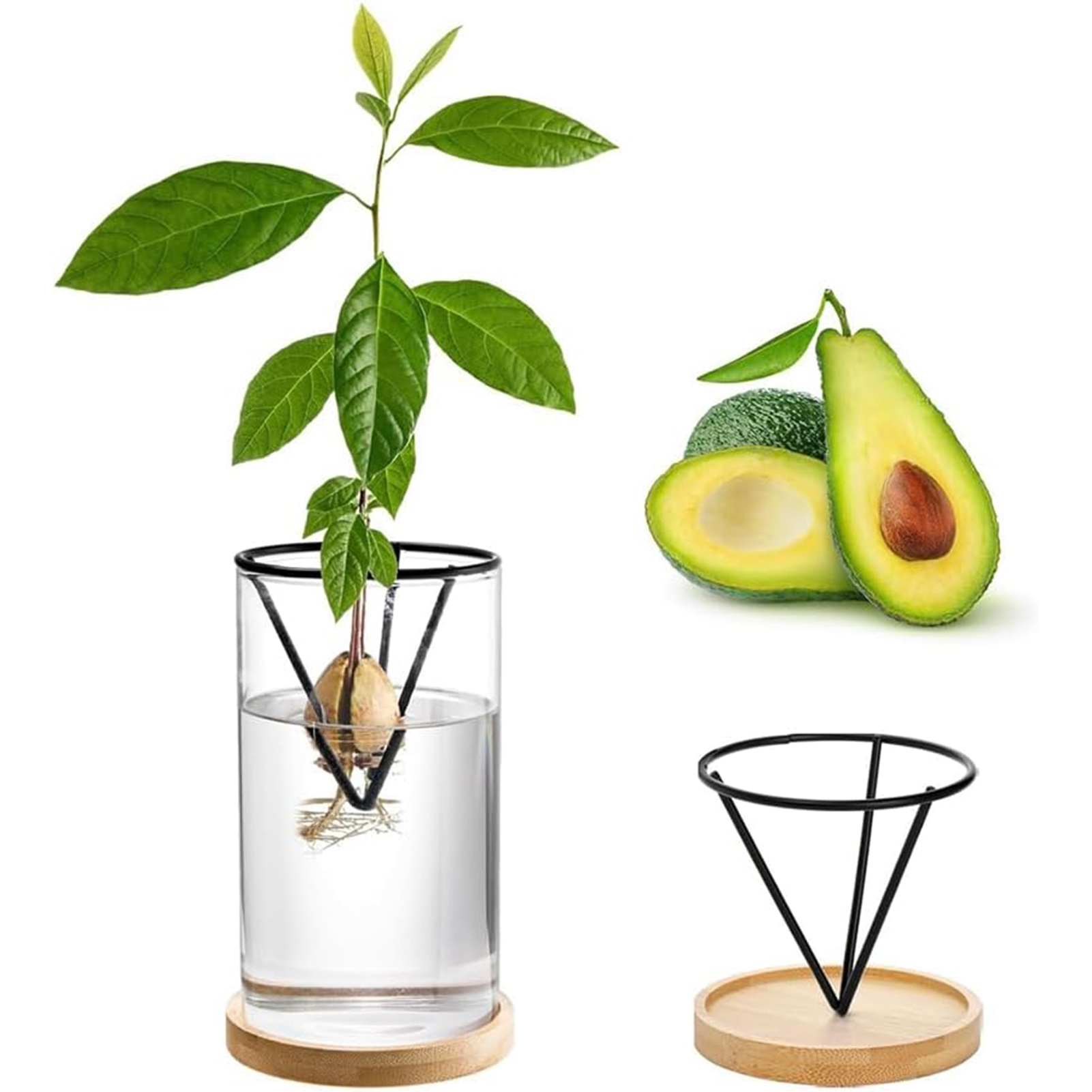 1 مجموعة شجرة الأفوكادو تزايد  - مراجعة Hydroponic Kit وسعره