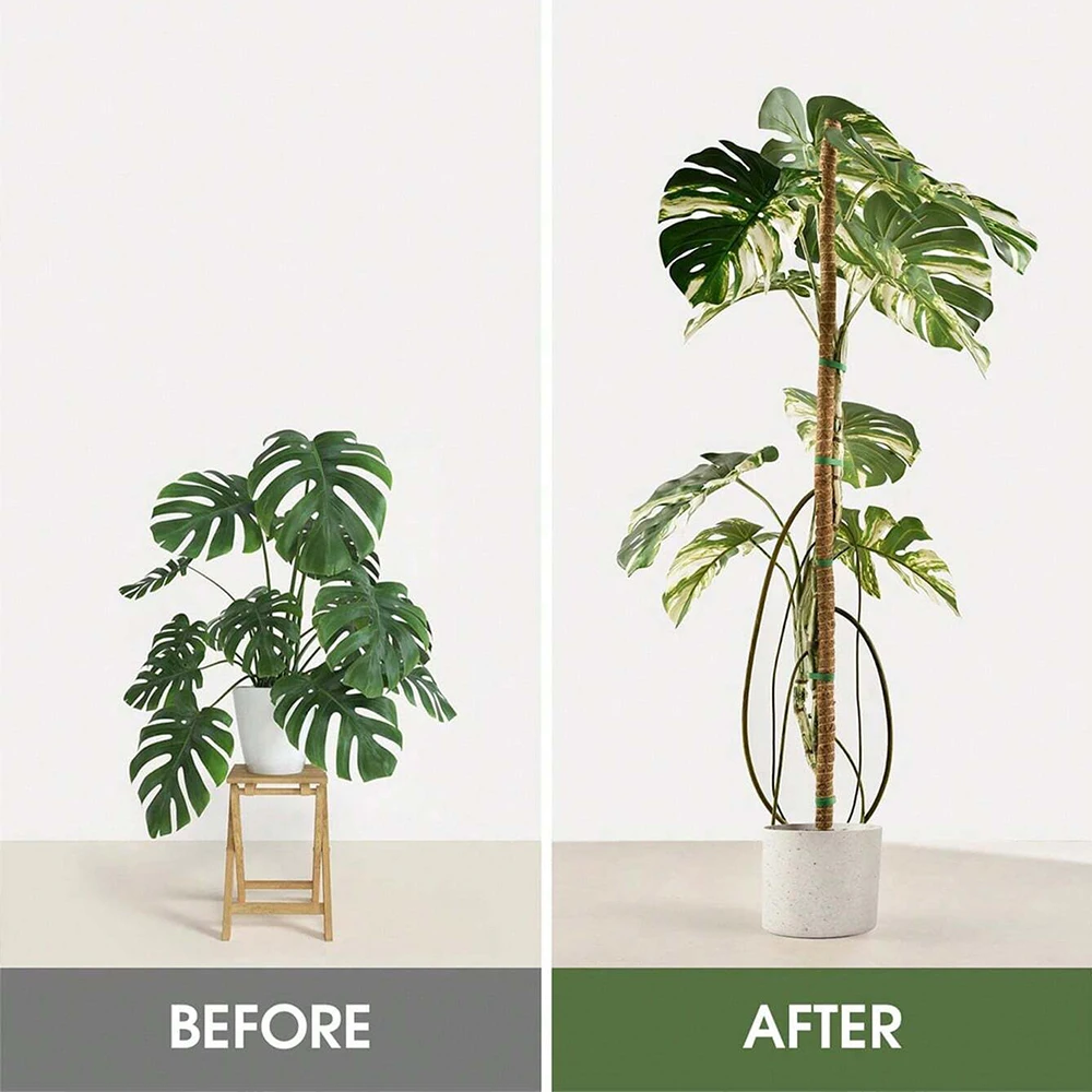 دعامات تثبيت نبات المونستيرا،  - مراجعة Indoor Herb Garden وسعره