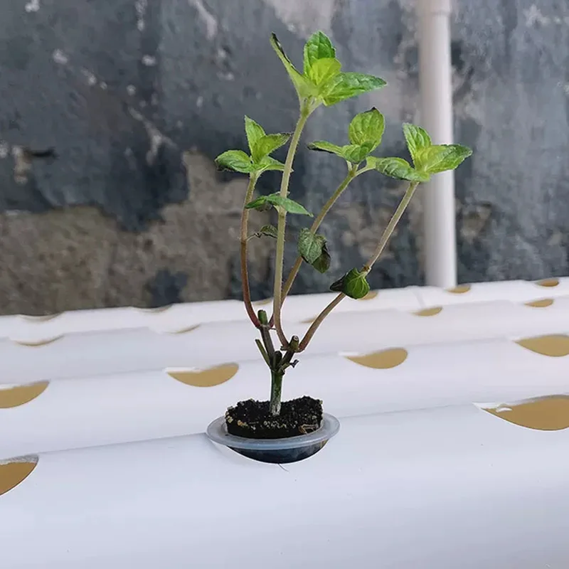 مجموعة نظام الزراعة بدون تربة، - مراجعة Hydroponic Kit وسعره
