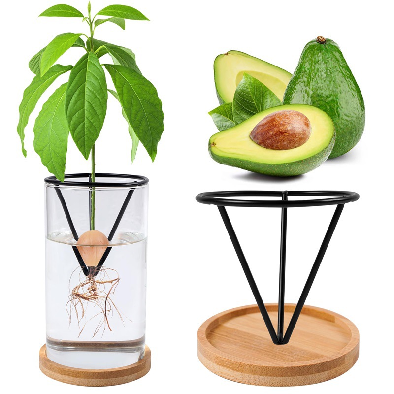 مزهرية بذور الأفوكادو الزجاجية - مراجعة Hydroponic Kit وسعره