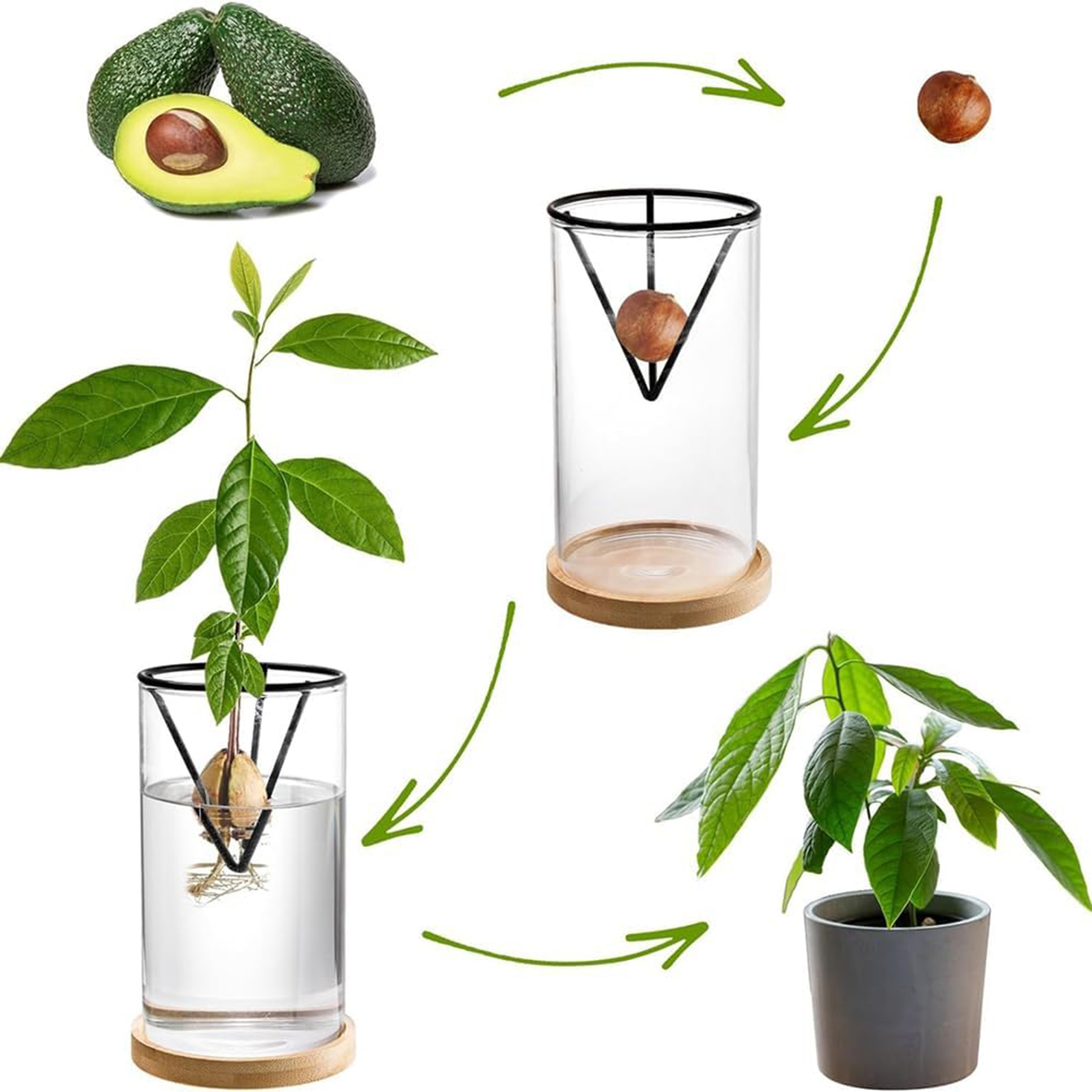 مزهرية بذور الأفوكادو الزجاجية - مراجعة Hydroponic Kit وسعره