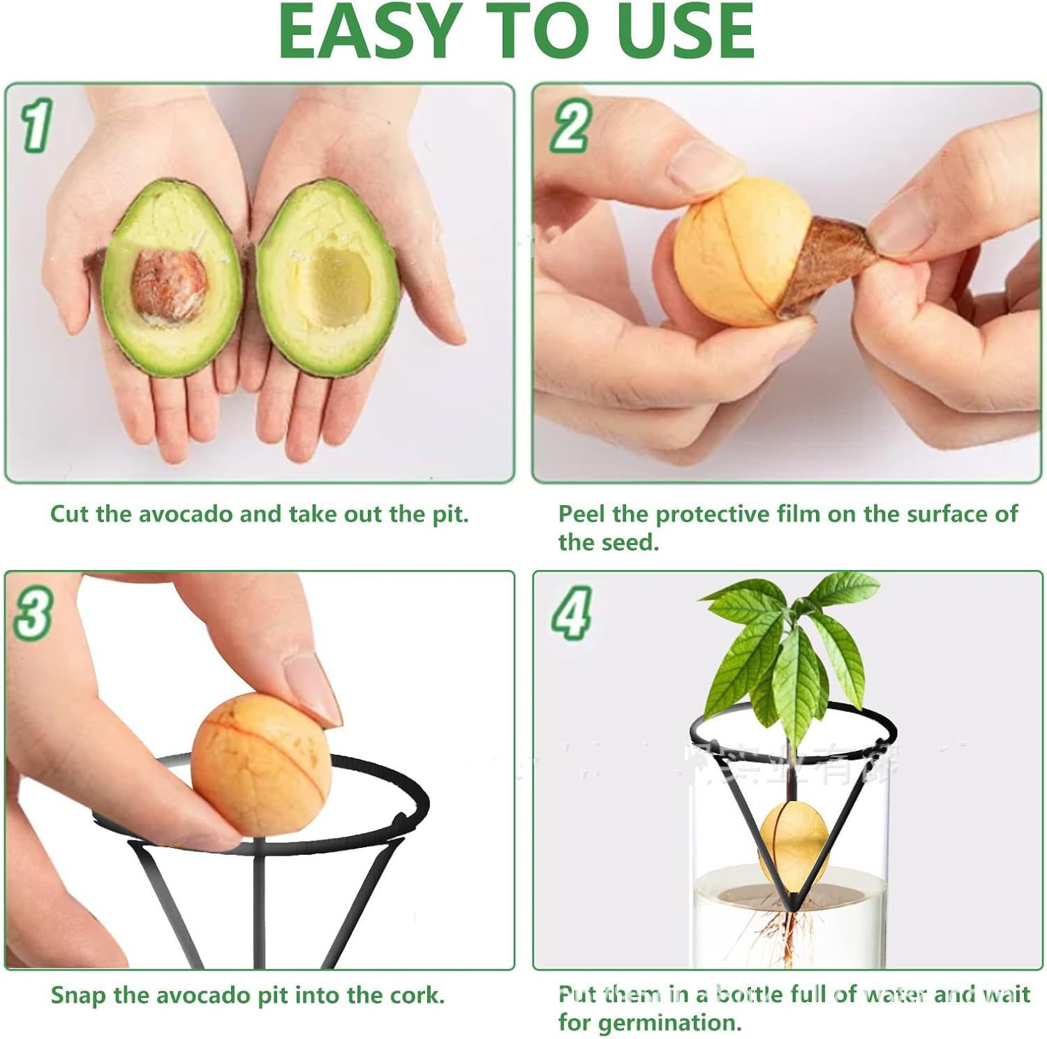 مزهرية بذور الأفوكادو الزجاجية - مراجعة Hydroponic Kit وسعره