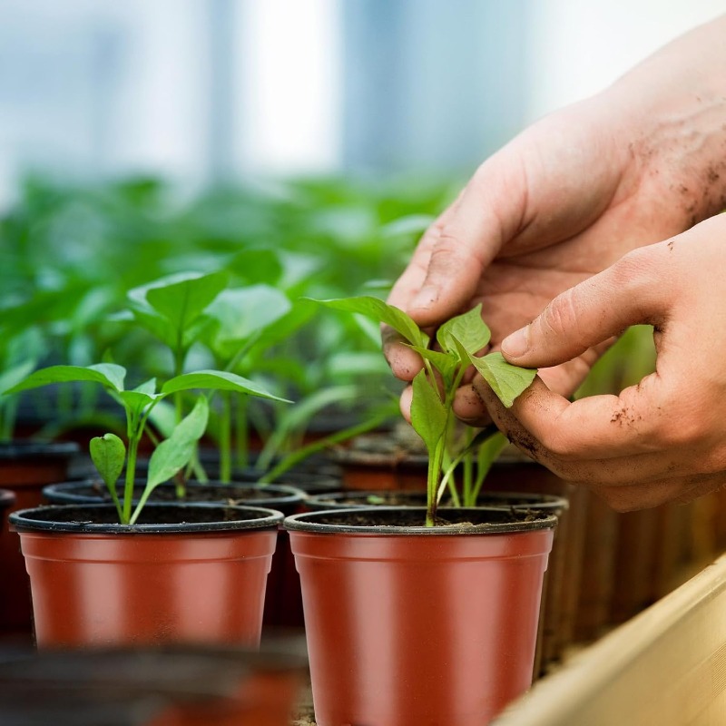 100/20x أوعية زراعة الشتلات با - مراجعة Seed Starter Tray وسعره